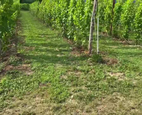 Video abspielen